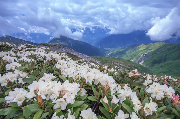 Mountain — Stock Photo, Image