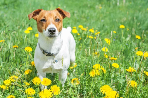 Jack! — Stok fotoğraf