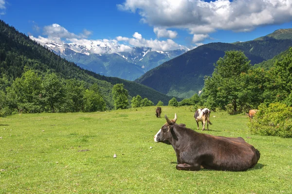 Een koe — Stockfoto