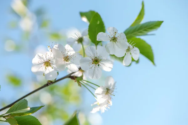 Abeja en cereza —  Fotos de Stock