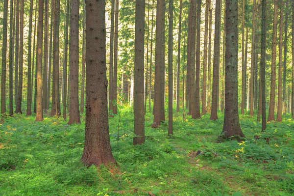 Skog — Stockfoto