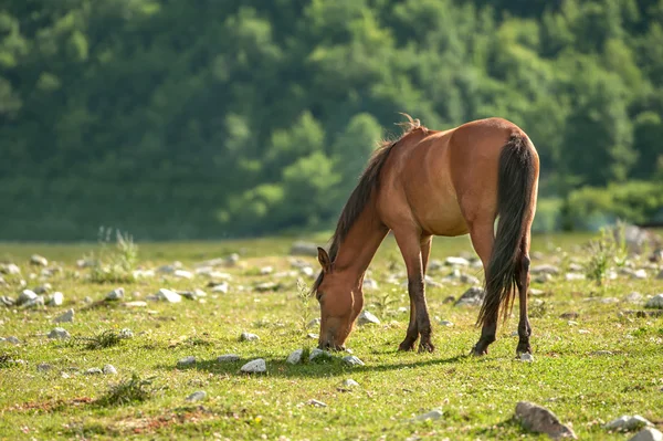 Mountain — Stock Photo, Image