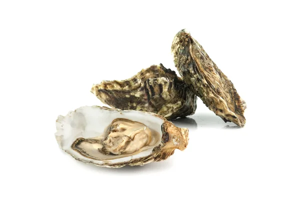 Oyster — стокове фото
