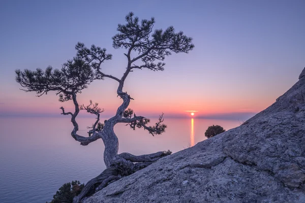 Ağaç — Stok fotoğraf