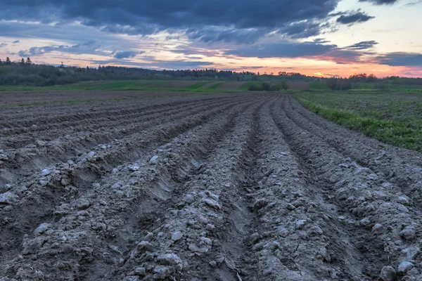 Field — Stock Photo, Image