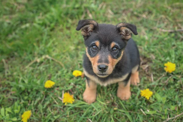 子犬 — ストック写真