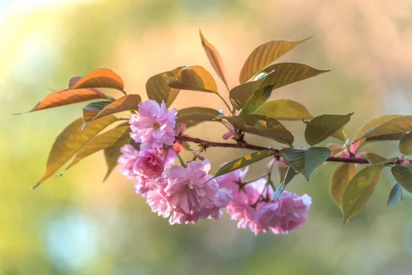 Sakura. —  Fotos de Stock