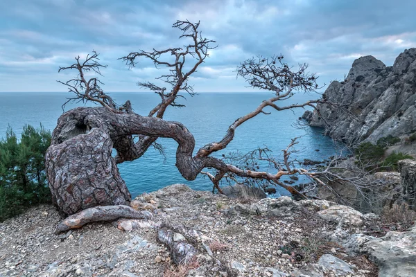 Tree — Stock Photo, Image