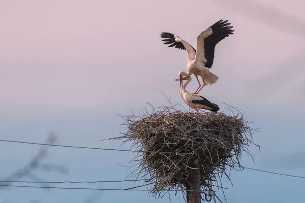 Storch — Stockfoto