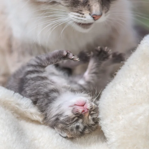 Yavru kedi — Stok fotoğraf