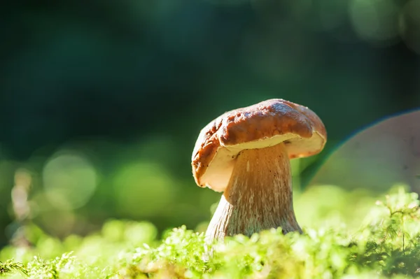 Mushroom — Stock Photo, Image