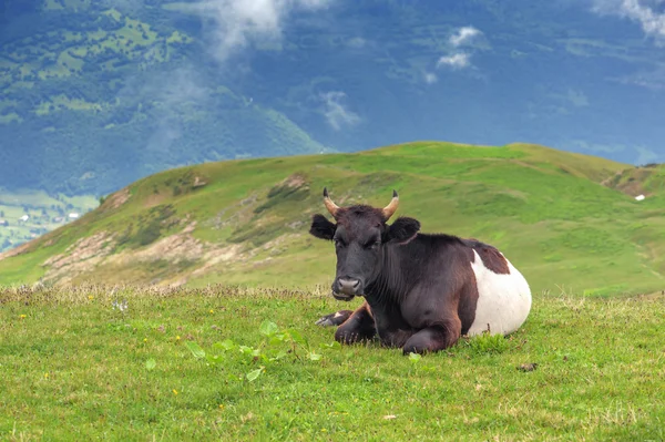 Eine Kuh — Stockfoto