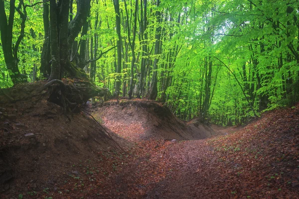 Wald — Stockfoto