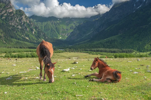 Mountain — Stock Photo, Image