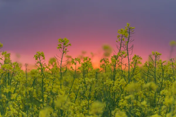 Vergewaltigung — Stockfoto