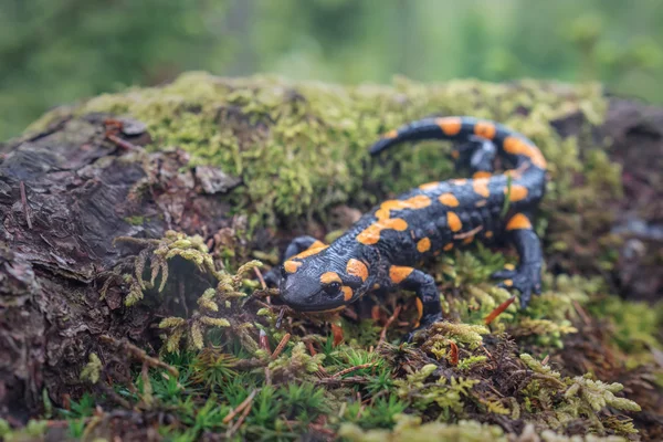 Salamandra — Fotografia de Stock