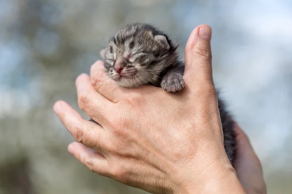 Gatito —  Fotos de Stock