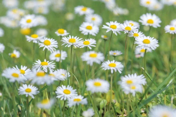 Chamomile — Stock Photo, Image