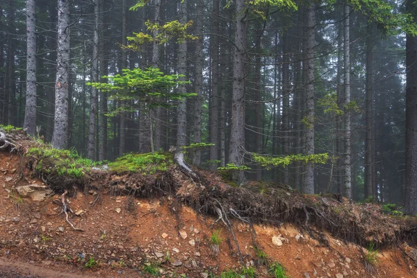 Root — Stock Photo, Image