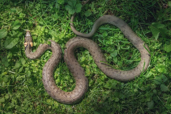 Serpente — Foto Stock