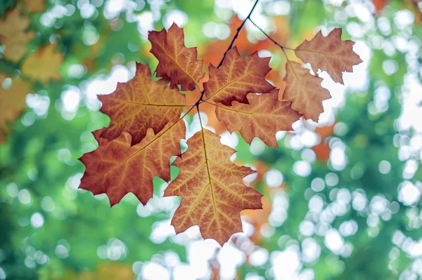 Leaf — Stock Photo, Image