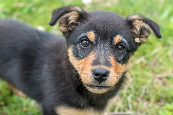 Anak anjing — Stok Foto