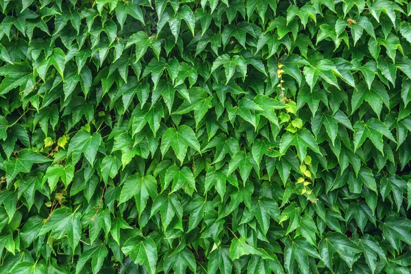 Een ivy — Stockfoto