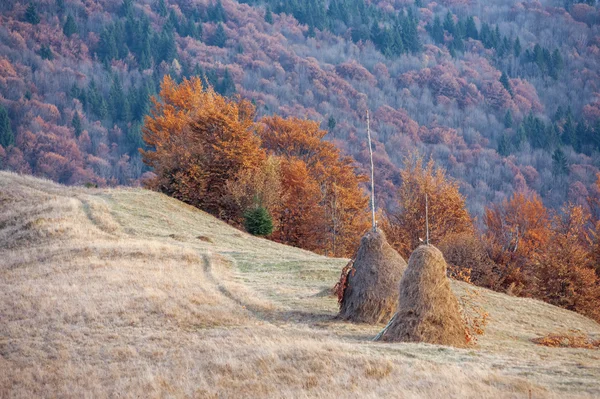 Samanlık — Stok fotoğraf