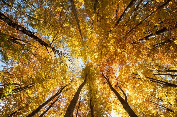 Skog — Stockfoto