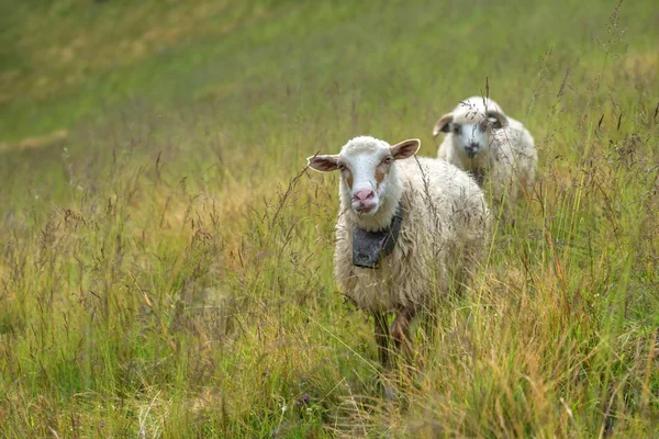 Sheeps — Stock Photo, Image