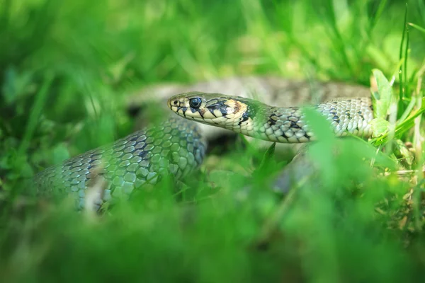 Serpente — Foto Stock