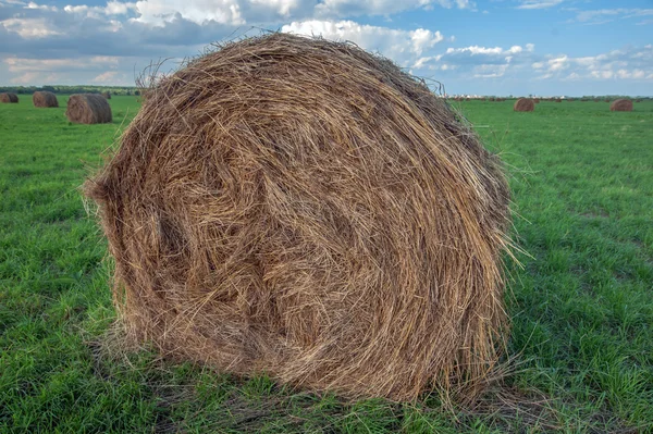 乾燥干し草 — ストック写真
