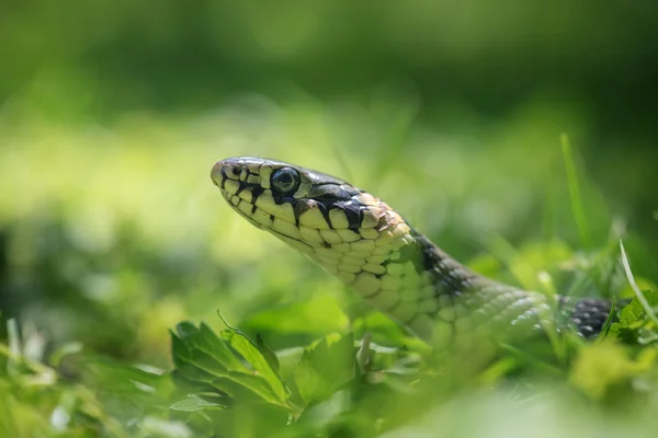 Serpente — Foto Stock