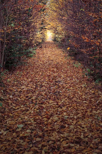 Wald — Stockfoto