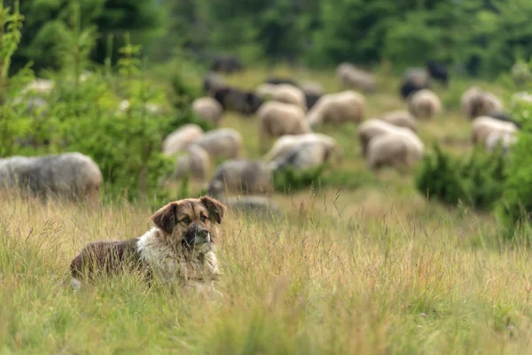 Вівчарка — стокове фото