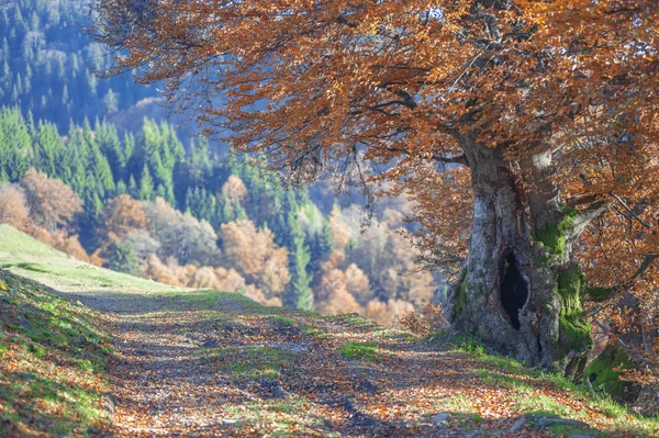 Árbol —  Fotos de Stock