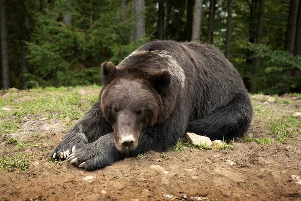 Sleeping brown wild bear in green summer forest — Stock Photo, Image