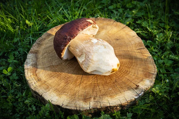 Grande fungo bianco porcini su piatto di legno — Foto Stock