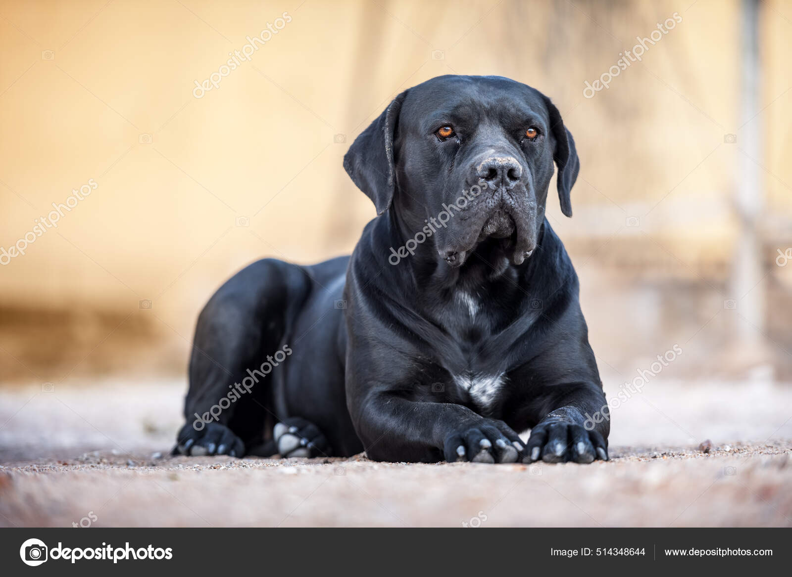 Black dog breed Cane Corso lies on the ground — Stock Photo