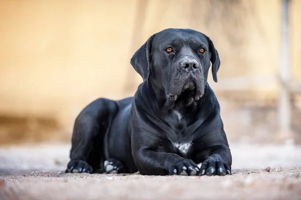 검은 개 품종 Cane Corso 가 땅에 누워 있습니다 — 스톡 사진