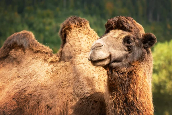 Brown camel portrait on green forest background — Stock Photo, Image