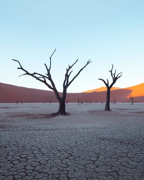 Dead Camelthorn Trees at sunrise — Stock Photo, Image