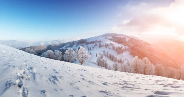 Paesaggio incredibile con un albero nevoso solitario — Foto Stock