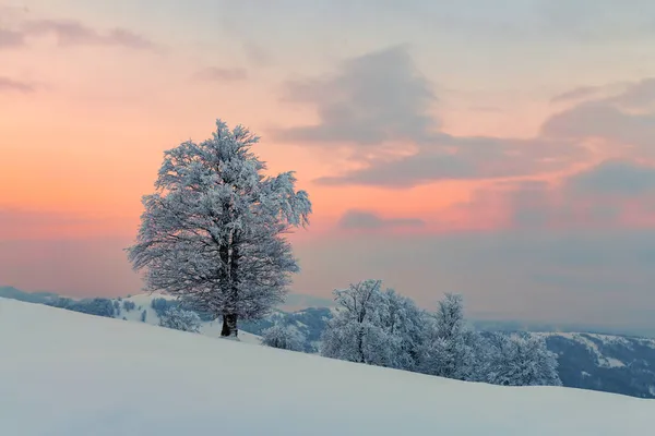 Paisagem incrível com uma árvore nevada solitária — Fotografia de Stock