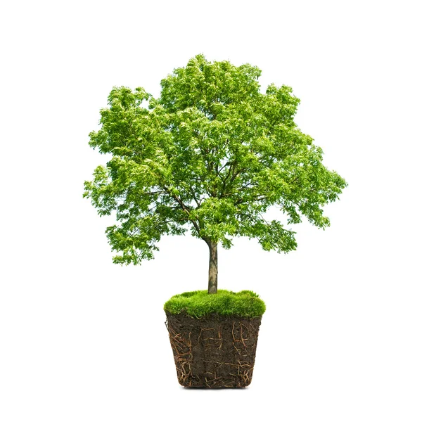 Tree — Stock Photo, Image