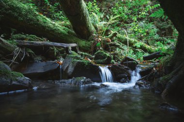 Bereketli ormandaki temiz dağ deresi
