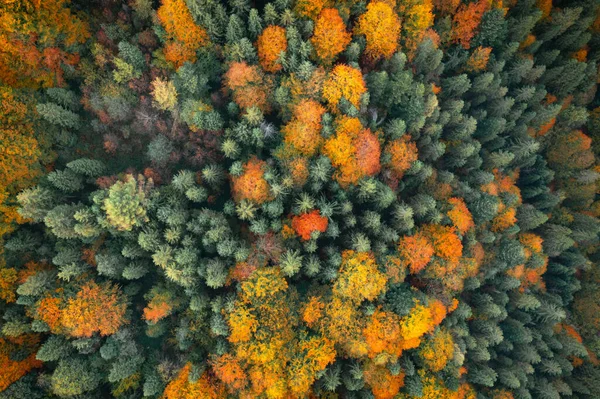 Orangefarbene und rote Herbstbäume im bunten Wald — Stockfoto