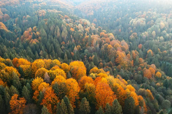 Naranja y rojo árboles otoñales en bosque colorido —  Fotos de Stock