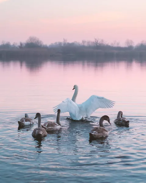 Swans family swims in the water in sunrise time — Stock Photo, Image