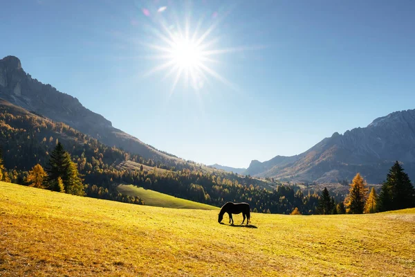 Mignon cheval poilu dans une prairie d'automne dans les Alpes Dolomites — Photo